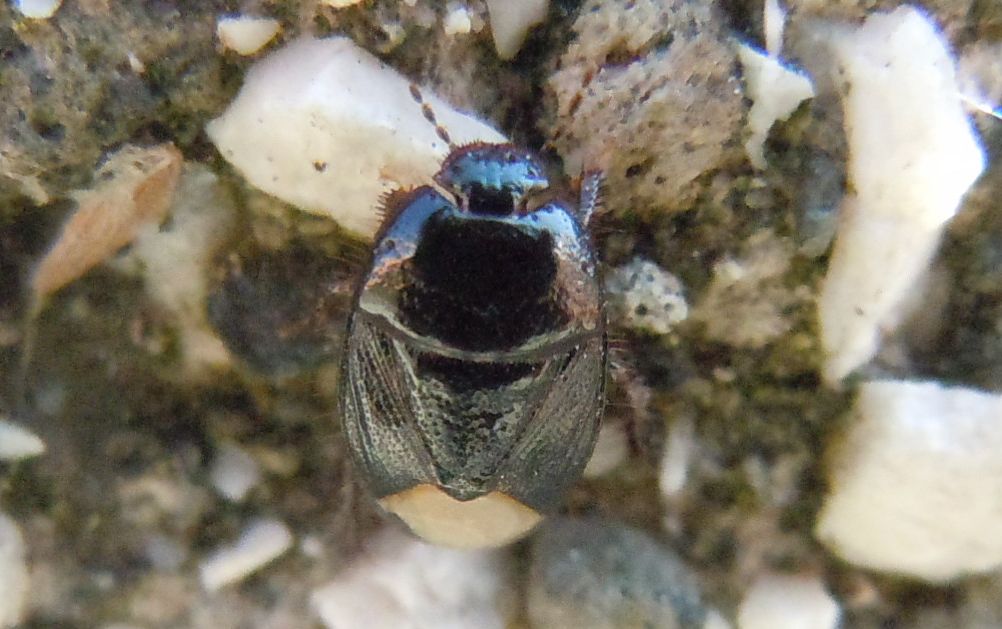 Macroscytus brunneus?  No, Microporus nigrita